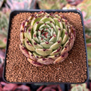 Echeveria Agavoides 'Sarabony' 2" Succulent Plant