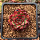 Echeveria Agavoides 'Arcane' 1" Succulent Plant