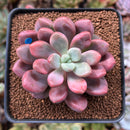 Echeveria 'Polari Heart' 2" Succulent Plant