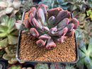 Echeveria 'Cupid' 2"-3" Succulent Plant