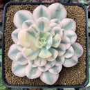 Echeveria Runyonii Variegated (Aka Echeveria 'Akaihosi' Variegated) 3" Succulent Plant