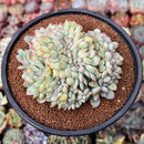 Echeveria 'Brave' Crested 4" Succulent Plant