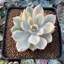Echeveria 'Esther' Variegated 3" Succulent Plant