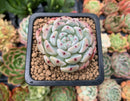 Echeveria 'Viyant' 1" Succulent Plant