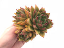 Echeveria Agavoides Red Hybrid Cluster 4” Rare Succulent Plant