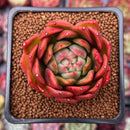 Echeveria Agavoides sp. 1" Succulent Plant