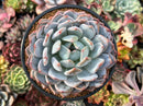 Echeveria 'Orange Monroe' 4"-5" Succulent Plant