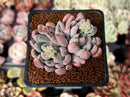 Echeveria 'Hamilton' 2" Cluster Succulent Plant
