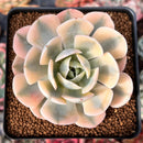 Echeveria Runyonii Variegated (Aka Echeveria 'Akaihosi' Variegated) 2" Succulent Plant