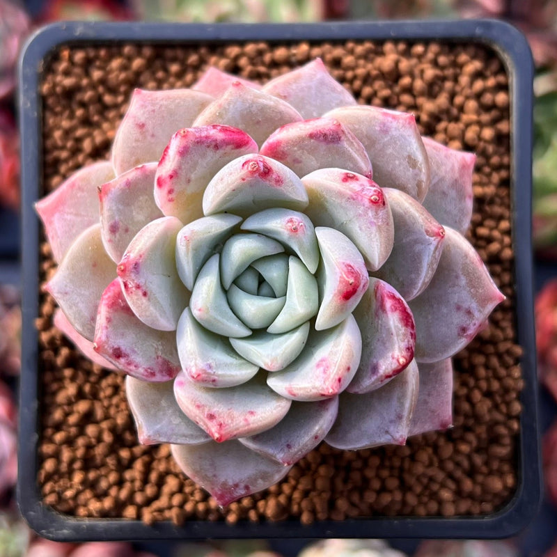 pink succulent plants Echeveria 'Pink Spot' 2" Succulent Plant – True Succulents Plant Co
