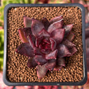 Echeveria Agavoides 'Nike' 2" Succulent Plant