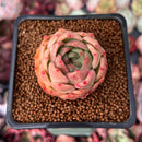Echeveria 'Snow Angel' 1" Succulent Plant