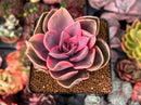 Echeveria 'Rainbow' Variegated 3" Succulent Plant