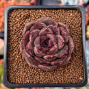 Echeveria 'La Rose' 1" Succulent Plant
