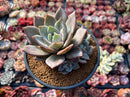 Echeveria 'German Champaign' 3" Succulent Plant