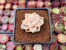 Graptoveria 'Titubans' Variegated 1” Succulent Plant