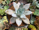 Echeveria 'White Lotus' 4" Powdery Succulent Plant