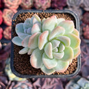 Echeveria 'Icy Green' 1"-2" Succulent Plant