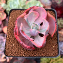 Echeveria 'Beyonce' Variegated 2"-3" Succulent Plant