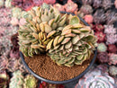 Echeveria Agavoides 'Walshire' Crested 4" Succulent Plant
