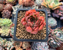 Echeveria Agavoides 'Angela Star' 1" Succulent Plant