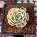 Echeveria 'Compton Carousel' 1" Succulent Plant