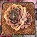 Echeveria 'Butterfly' 2"-3" Cluster Succulent Plant