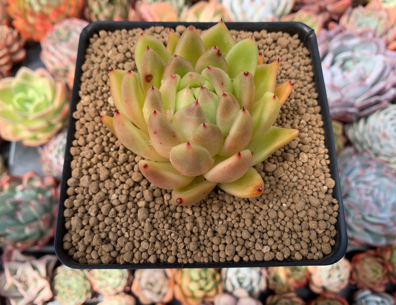 wax succulent Echeveria Agavoides 'Wax' 3" Succulent Plant – True Succulents Plant Co