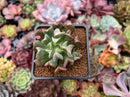 Echeveria 'Black Hawk' 2" Succulent Plant