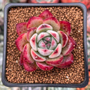 Echeveria 'Colorata' 1" Succulent Plant