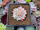 Echeveria 'Mebina' Variegated 1" Succulent Plant