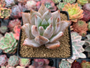 Echeveria 'Mexican Giant' 4" Powdery Succulent Plant