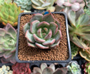 Echeveria 'Champaign' 1" Succulent Plant
