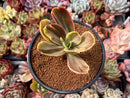 Echeveria 'Fimbriata' Variegated AKA 'Fasciculata' 3" Succulent Plant