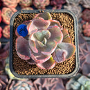 Echeveria 'Beyonce' Variegated 2" Succulent Plant
