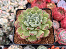 Echeveria 'Christmas Carol' 3" Succulent Plant