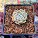 Echeveria 'Malgan' 1" Succulent Plant