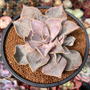 Echeveria 'Rodolfi' 4" Succulent Plant