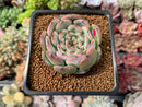 Echeveria 'Marcel' 2" Succulent Plant