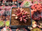 Pachyphytum 'Tivoli' 1"-2" New Hybrid Succulent Plant
