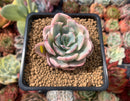 Echeveria 'Holwayi' Variegated 2" Succulent Plant