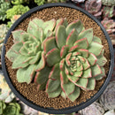 Echeveria Agavoides 'Siren' 5" Succulent Plant