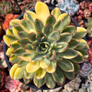 Echeveria 'Pulidonis' Variegated 6" Extra Large Succulent Plant