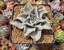 Echeveria 'Madiba' 4" Succulent Plant