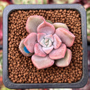 Echeveria 'Pastel Leon' 1" Small Succulent Plant