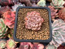 Echeveria 'Zaragoza' 1" Succulent Plant