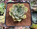 Echeveria 'Gemini' 3" Succulent Plant