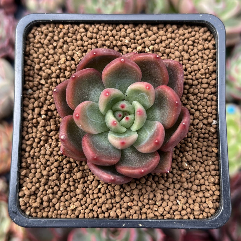 Echeveria Agavoides 'Red Wine' 1
