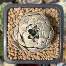 Echeveria 'Blue Rise' 1" Succulent Plant