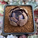 Echeveria 'Black Mamond' 1"-2" Succulent Plant